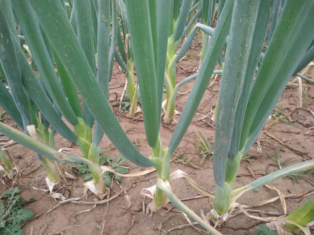 鸡腿葱的植物形态展示