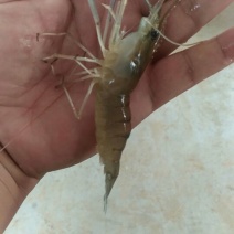 沼虾