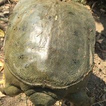 生态甲鱼