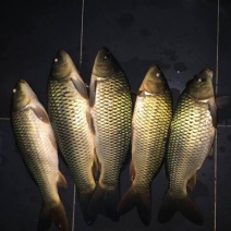 河鲤鱼食用1~2公斤
