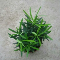 狭叶罗汉松苗10~20cm