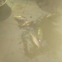 池鲤鱼食用1~2公斤