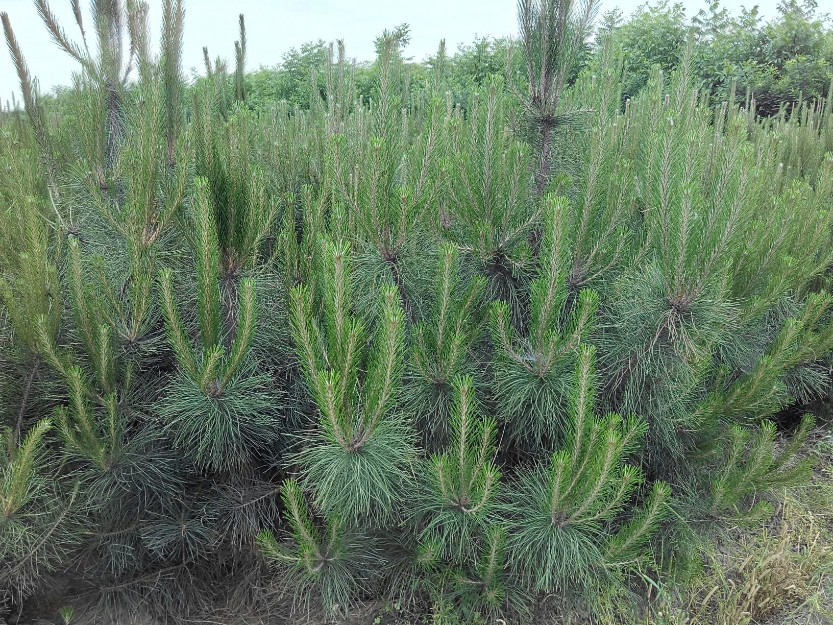 多株景观油松成行种植于城市道路两侧，形成绿色廊道，地面铺设地被植物，春季新芽嫩绿与老针叶对比鲜明