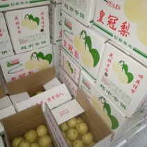 皇冠梨200~250g纸袋