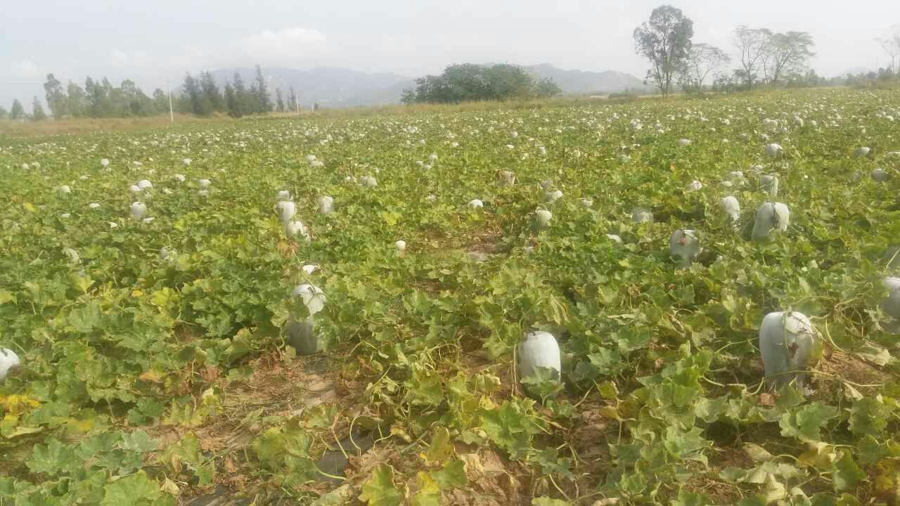 现代化农产品加工车间内景,不锈钢传送带上传输着大小一致的白皮冬瓜,工人佩戴手套进行分级筛选,电子秤显示单果重量为18.6公斤,背景可见‘马山冬瓜’地理标志商标张贴于墙面,冷风机正在运行以维持低温环境 马山冬瓜分级包装车间实景