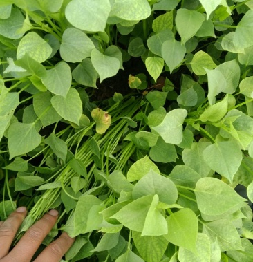 红薯种苗优质红薯苗脱毒红薯苗高淀粉红薯苗