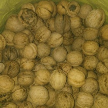 绵核桃去皮干
