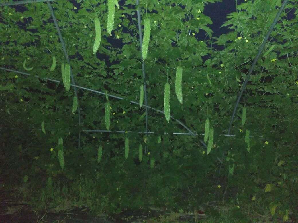 苦瓜与种子特写