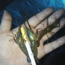 河虾活虾8只/kg以下