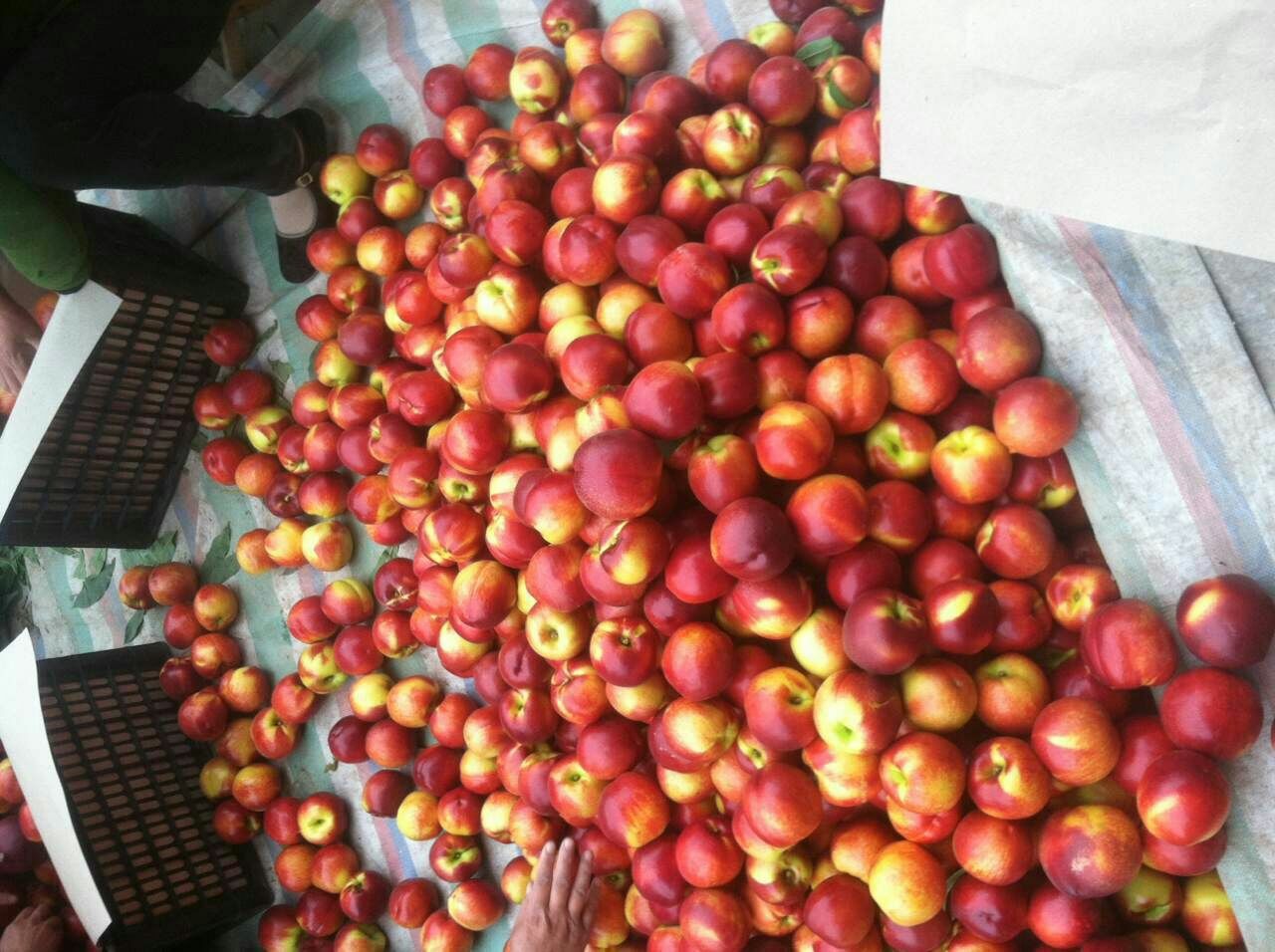 果园中采摘的中油27号油桃