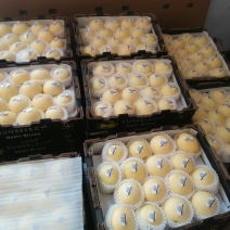 皇冠梨250~300g纸箱