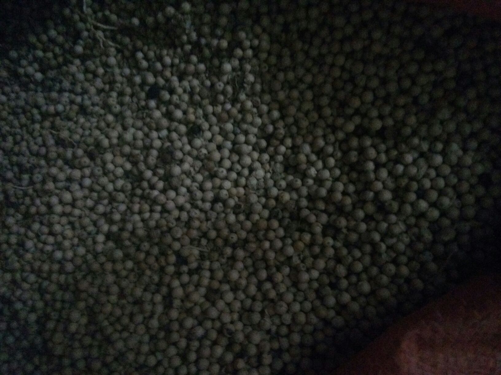 高清微距拍摄的白色胡椒颗粒,表面光滑略带光泽,背景为木质砧板,旁边有研磨器和少量研磨后的粉末,展现其天然农产品形态 白胡椒颗粒特写