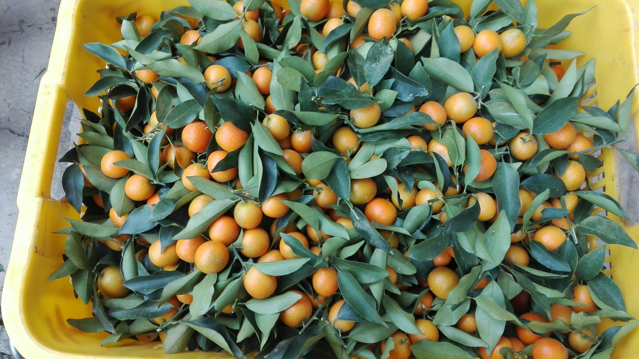 一颗颗饱满圆润的小金桔整齐排列在竹编簸箕上,阳光照射下呈现出明亮的金黄色泽,部分果实带有绿色果蒂,背景为乡村农家院落,突出其原生态采摘场景 小金桔特写镜头