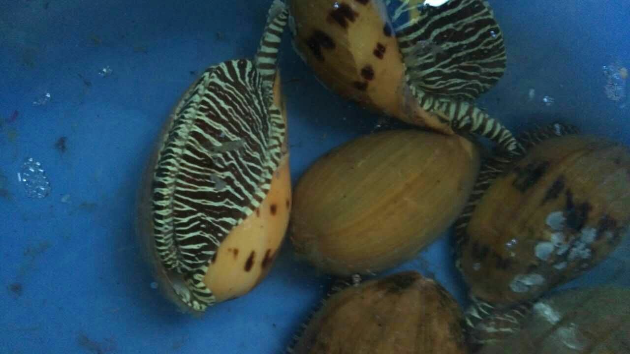 花蛤整体外观特写