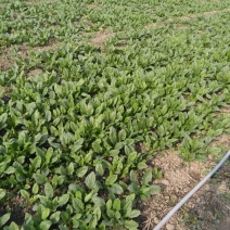 越冬菠菜15~20厘米
