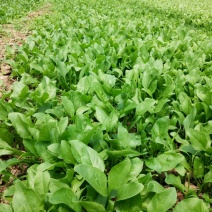 大叶菠菜10~15厘米