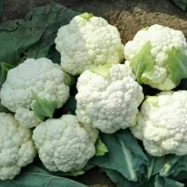 白花菜包装