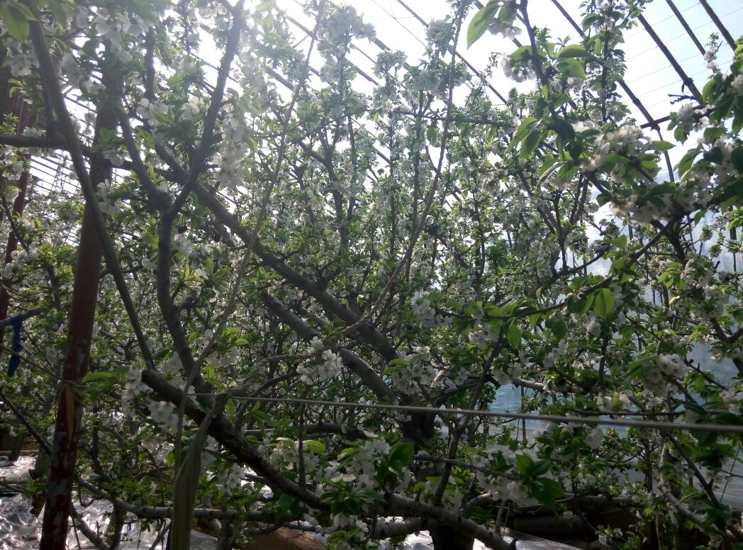 成年先锋樱桃树,树势中庸开张,枝条灰褐色,叶片椭圆形深绿色,春季开花时白色五瓣花密集簇生,背景为丘陵果园环境 先锋樱桃植株整体形态