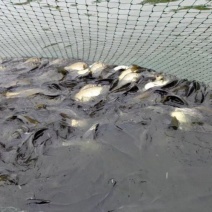 黄金鲫