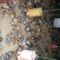 脱温鸡1斤以上