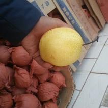 雪花梨300~350g纸袋