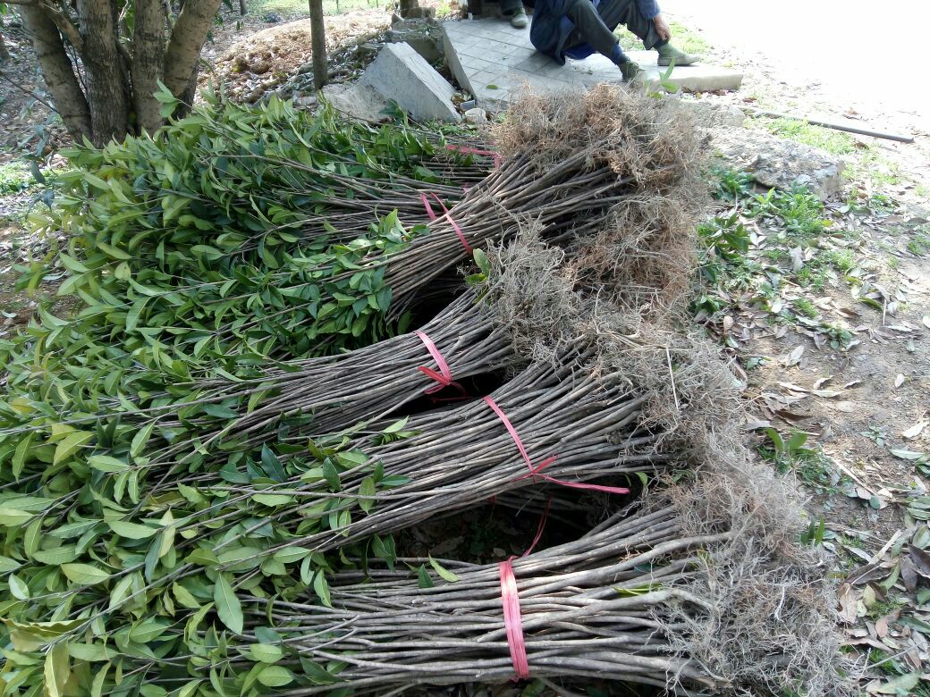 规模化八月桂苗圃航拍图