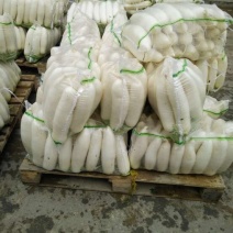 白萝卜