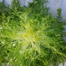 苦菊15~20cm