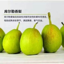 库尔勒香梨100~150g55mm以上公