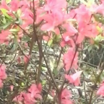 映山红5~10cm
