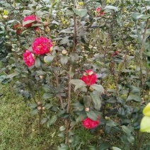 茶花球100~140cm