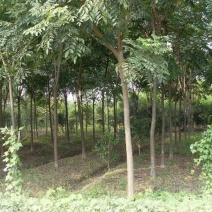 黄山栾树6~8cm4~6cm3~3.5米