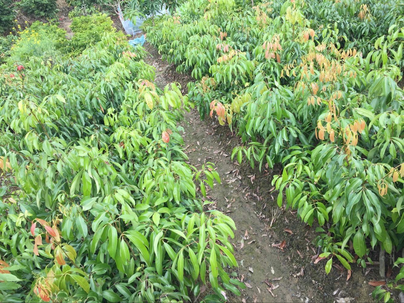 荔枝苗种植园中进行田间管理,包括施肥、修剪和病虫害防治 荔枝苗田间管理示意图