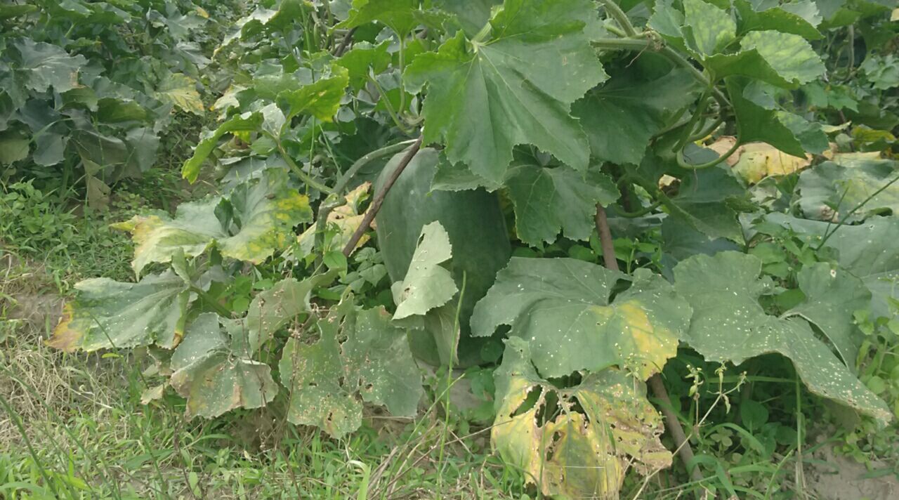 图示:三组同期种植冬瓜果实横向切面对比;左侧为未科学冲肥组(果实空心明显、维管束稀疏、果肉发糠);中间为按本文方案执行组(果肉致密洁白、维管束粗壮呈放射状、无空心);右侧为过量施氮组(果皮厚、果肉纤维化、中心木质化);标尺单位为厘米 冬瓜膨大期果实发育对比图
