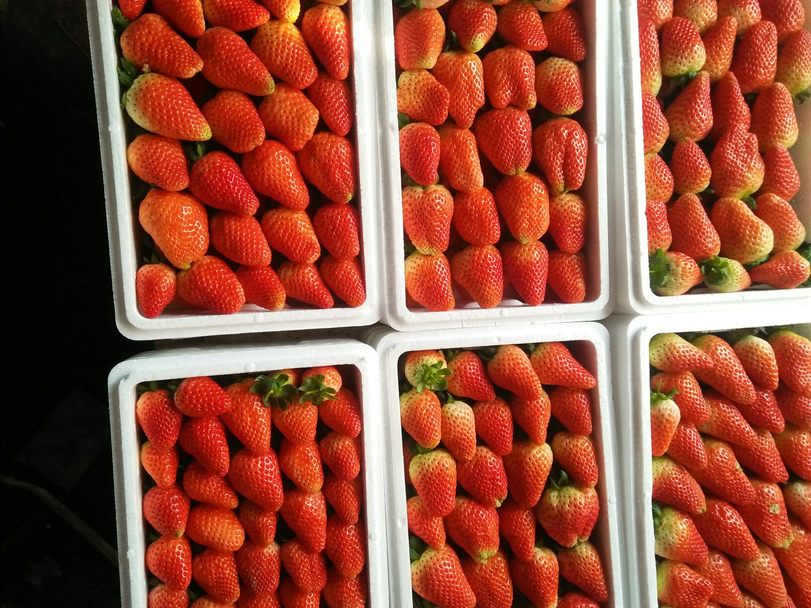 奶油草莓温室采收场景