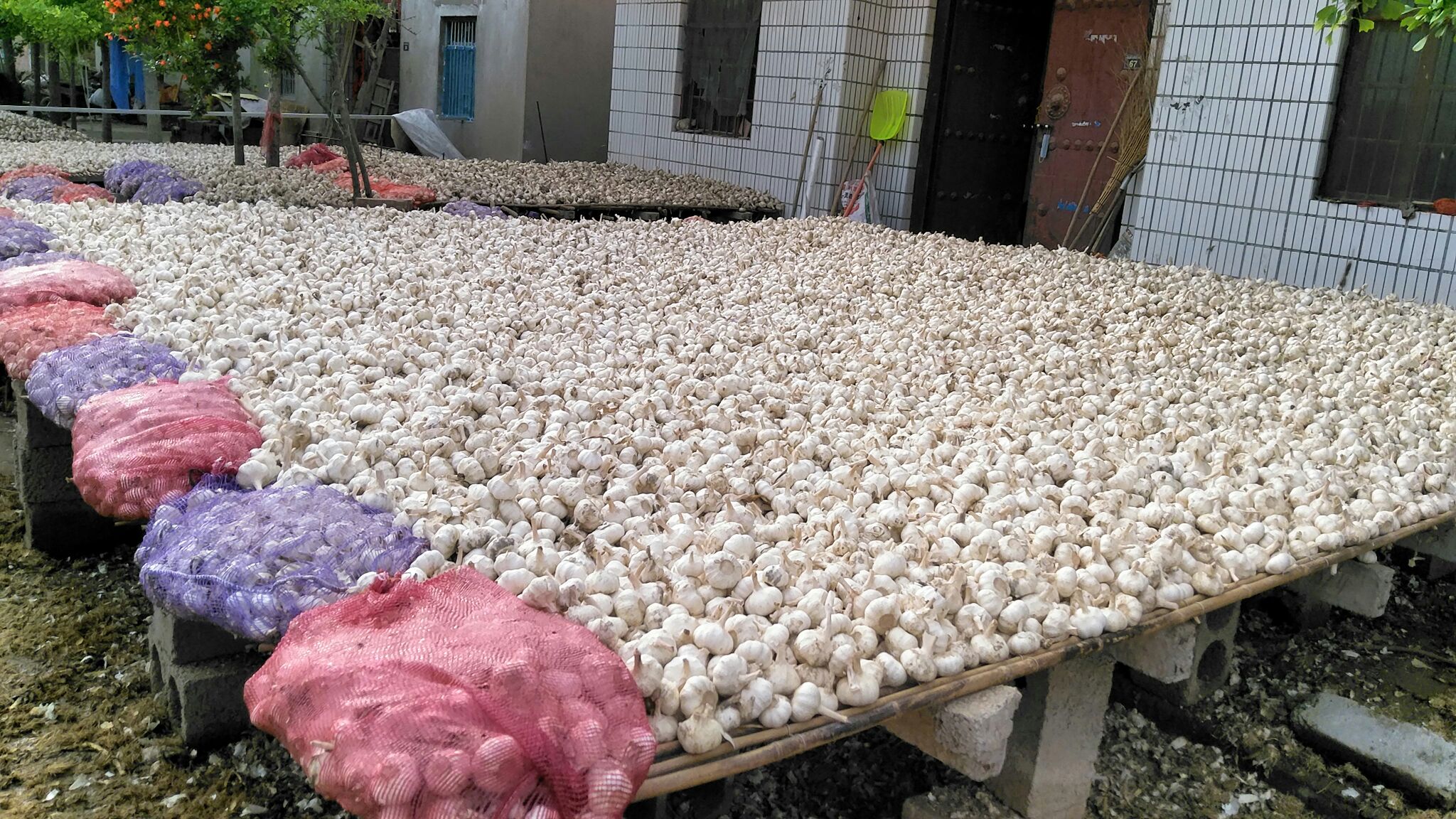 农户在晒场上将刚采挖的白皮蒜进行人工编辫并堆成小垛晾晒,蒜头外皮洁白完整,地面铺设竹席以防潮湿,背景可见农村院落与太阳能热水器,体现四川乡村风貌 新鲜采收的白皮蒜堆垛晾晒场景