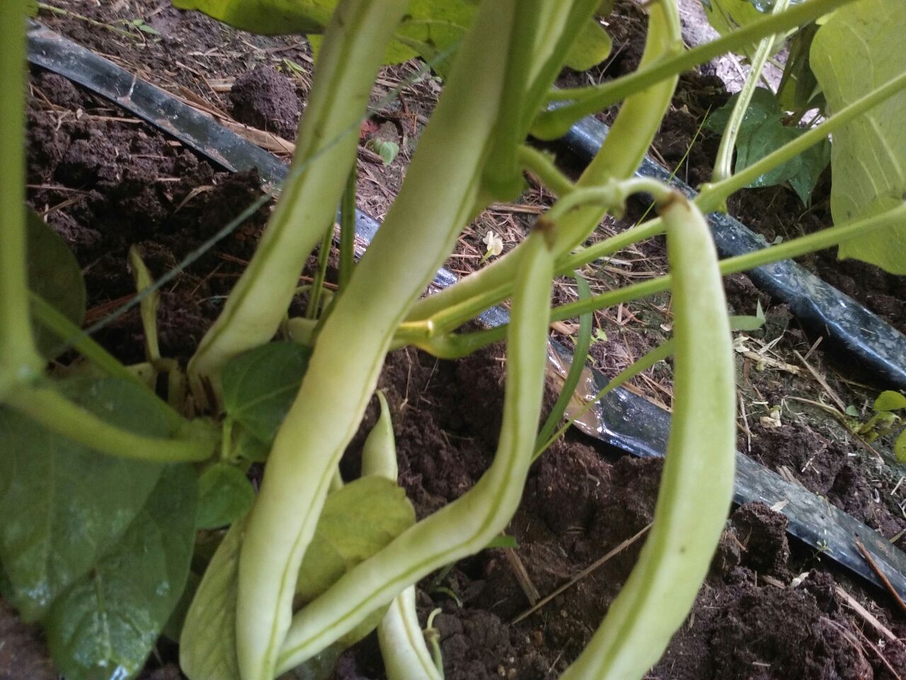 一片阳光照射下的白不老芸豆田地,植株茂盛,藤蔓缠绕,可见成串下垂的绿色豆荚,部分已接近成熟,背景为山地农田环境 白不老芸豆植株特写