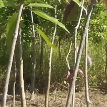 芒果树