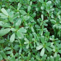 正宗野生食用马齿苋种子马芷苋籽太阳花野菜阳台田园盆栽蔬菜