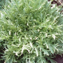 苦菊