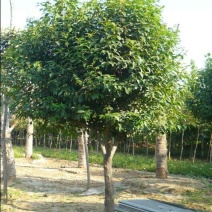 女贞10~12cm