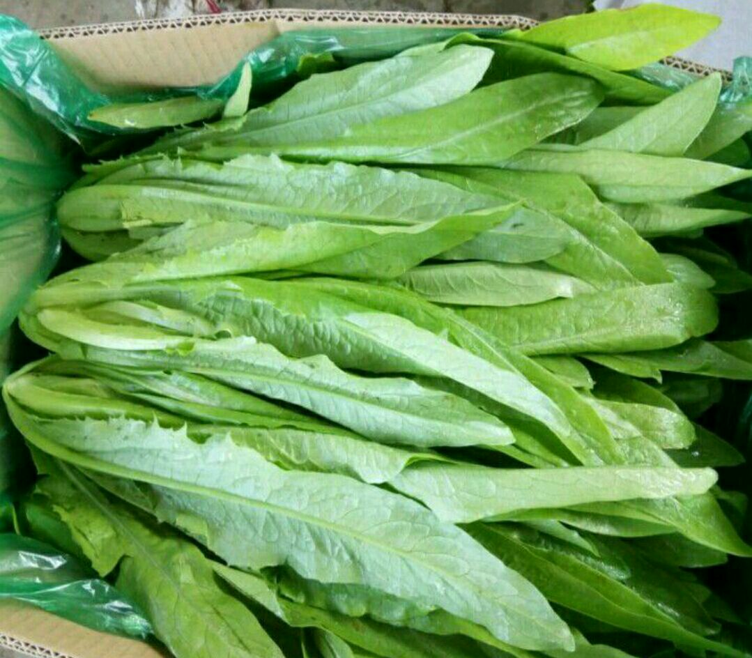 油麦菜特写图片