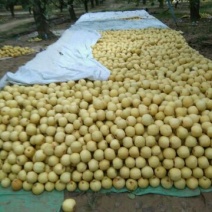 砀山梨250~300g光果