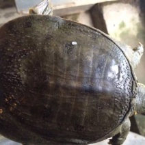 生态甲鱼