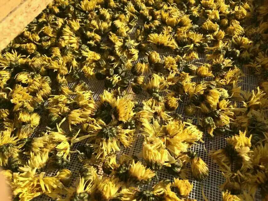 杭白菊的清洗与晾干过程