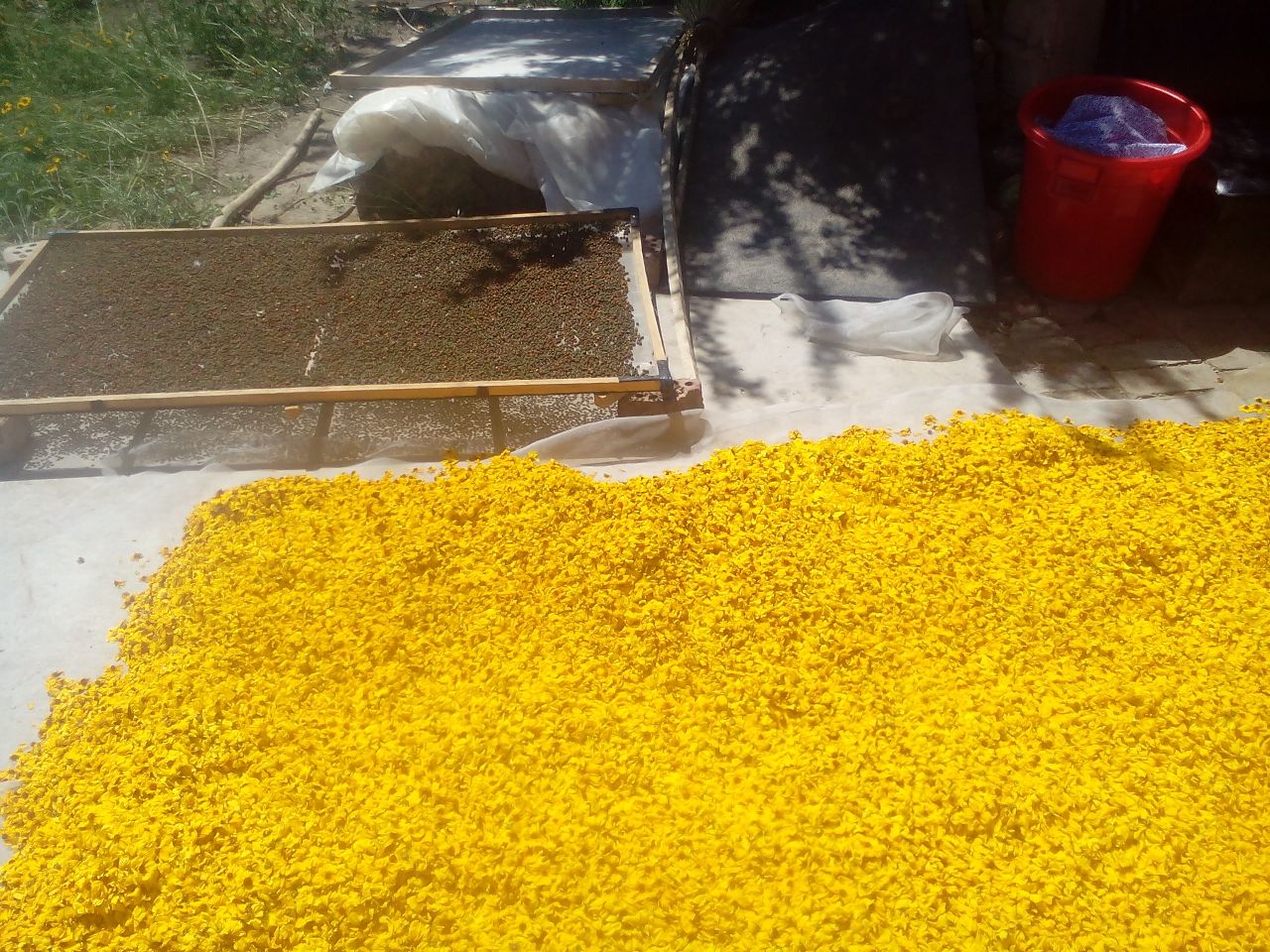 木质托盘上铺满了晒干的野菊花,花朵呈深黄色,花瓣蜷缩,花蕊清晰可见,背景虚化的竹筛和晾晒架暗示传统手工处理过程,光线柔和温暖 干燥的野菊花特写