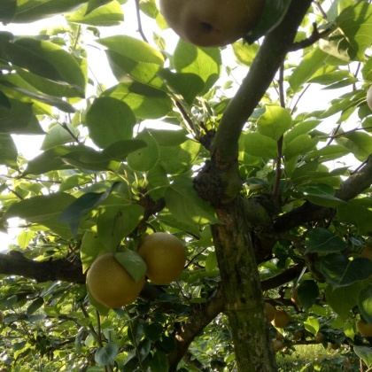 贵州黄花梨产地行情