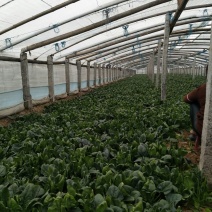 黑叶菠菜10~15厘米