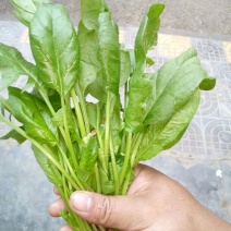 菠菜15~20厘米