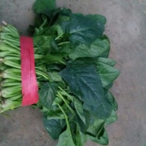 大叶菠菜25~30厘米
